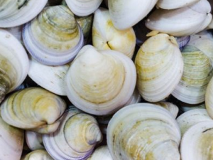 ����������� �������˵�ƫ������Щ