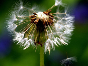 �ѹ�Ӣ����Щ���� �ѹ�Ӣ��ˮ�ȵĺô�