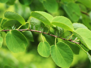 ����������Щ��Ч����