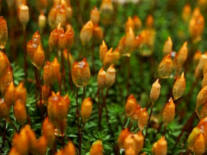 С��޺��ʲô���� С��޺����Щ��Ч