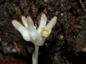 ˮ�����Ĺ�Ч ˮ�����Ĺ�������