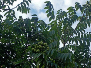 ԲҶ�������Ĺ�Ч ԲҶ��������ҩ�ü�ֵ