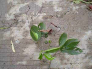 ������ľ����Щ��Ч ������ľ��ҩ�ü�ֵ