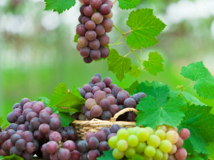 ����Ӧ�����ѡ ʲô�������Ѻó���