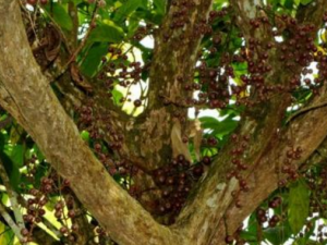 ��ľ�Ĺ�Ч ��ľ����Щ������