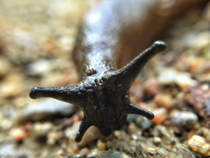 �����ɵĹ�Ч �����ɵ�����