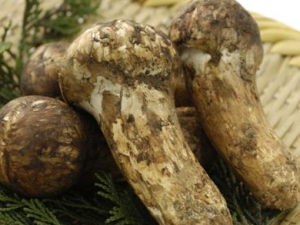 ���콷����Щ��Ч ���콷�ƾƿ����ʪ