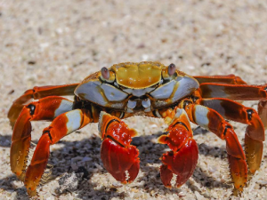 �����ѡ�����ʻ���з �з��Ӫ����Ч