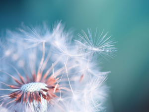 �ѹ�Ӣ���β��鷽 �ѹ�Ӣ������