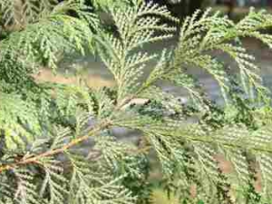 ���ɵ�ҩ�ü�ֵ ���ɵĸ�����