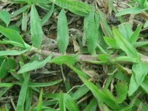 ��ڲݵ�ҩ�ü�ֵ ��ڲ�����Щ������