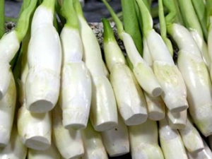 ���׵Ĺ�Ч������ ������˿������