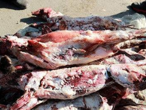 Ҫעʲô ţƤѢܲܳԺ