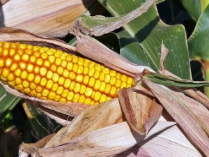 ˮʪ��ͣ��ʲô�г�ҩ ��ҽ����Щƫ��