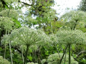 ��ҩ�Ĺ�Ч������ ��ҩ�ı��淽��