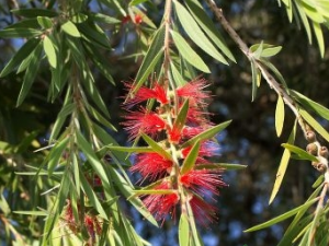 ��ǧ���ҩ�ü�ֵ ��ǧ��Ĺ�Ч����