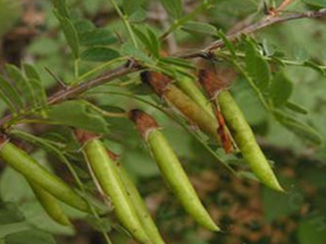 ������ҩ�ü�ֵ �����Ĺ�Ч����