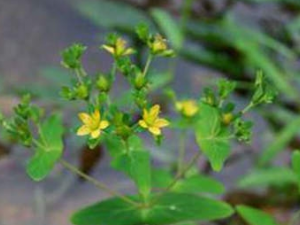 Ԫ���ݵĹ�Ч���� Ԫ���ݵ�ҩ�ü�ֵ