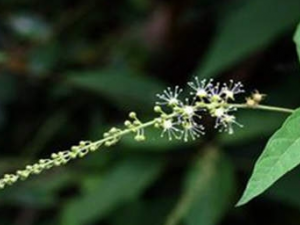 СҶ˫�����Ĺ�Ч СҶ˫������ҩ�ü�ֵ