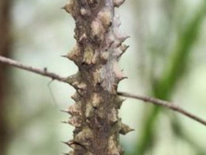 ӥ�����Ĺ�Ч������ ӥ�������г���Ϣ