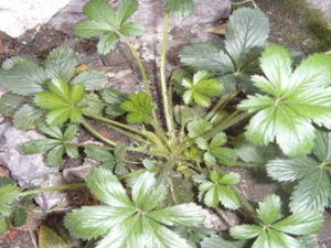 �ߺ��Ĺ�Ч���� �ߺ�