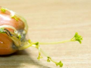 ���ܲ�Ϊʲô�ᷢѿ ���ܲ��ı��淽���͹�Ч