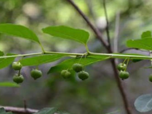 һҶݶ�Ĺ�Ч���� һҶݶ��ҩ�ü�ֵ