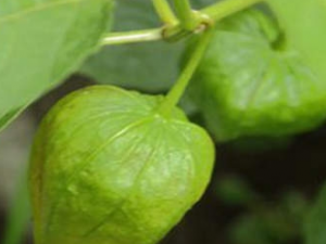 �����ӵ�ҩ�ü�ֵ �����ӵĹ�Ч����