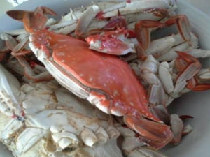 �з������ʲôͬʳ �з����Щ��λ���ܳ�