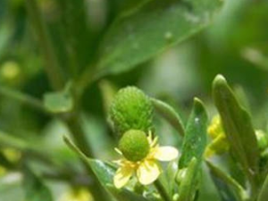 �ʻ�ʳƷ�������� ��Щ�ʻ�ʳƷ���ܳ�