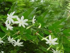 �з�������� �з��ƫ������Щ