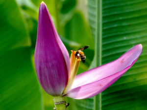 �Ž����Ĺ�Ч���� �Ž�����Ӫ����ֵ