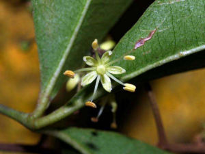 ������ѪҶ�Ĺ�Ч ������ѪҶ���÷�