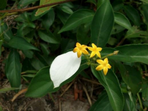 ��ٵĹ�Ч ��ٵ��÷�����