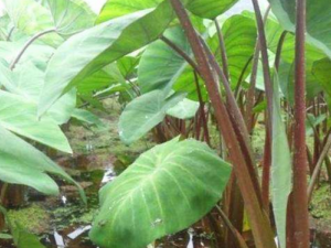 �ɹ��Ĺ�Ч���� �ɹ����÷�����