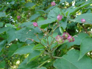 ����ͩ�Ĺ�Ч���� ����ͩ���÷�����