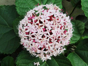 ��ĵ���Ĺ�Ч���� ��ĵ�����÷�