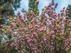 ��ɽ��Ĺ�Ч���� ��ɽ����÷�����