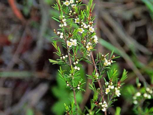 ���ɵĹ�Ч���� ���ɵ��÷�����