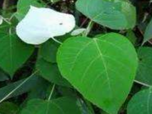 �ױ�Ҷ�Ĺ�Ч���� �ױ�Ҷ���÷�����