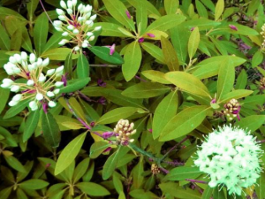 ��ɽ�׵Ĺ�Ч���� ��ɽ�׵�ҩ�ü�ֵ