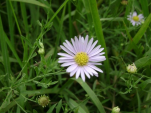 �����Ĺ�Ч���� ������ʳ�÷���