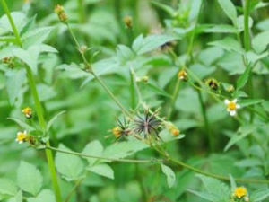 �������ˮ�ȵĹ�Ч �����������Щ��Ч��