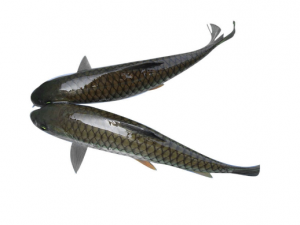 ���ֳ������к�ʳ�ƹ�Ч һ����������