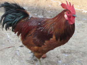 �񼦱��⼦����Ӫ���� ��������Щ��λ���ܳ�