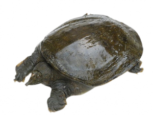 �Լ���Ľ�������Щ ��֪����