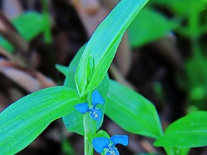 ��ڲݵĹ�Ч���� ��ڲݵĹ�������