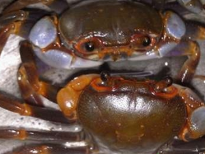 ����ҩ�ü�ֵ ���Ĺ�Ч����