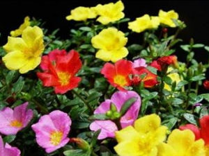 ��ʱ���Ĺ�Ч���� ��ʱ���ĵ�ҩ�ù�Ч