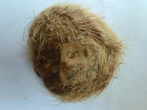 ����Ĺ�Ч����Щ ���������